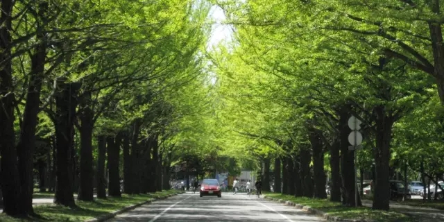 日本留学,日本读研